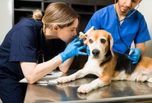 6 Tips For Choosing The Right General Veterinarian