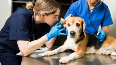 6 Tips For Choosing The Right General Veterinarian