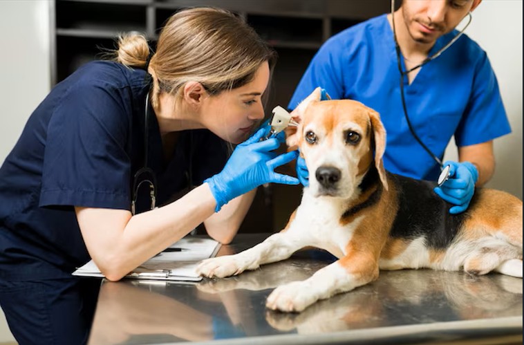 6 Tips For Choosing The Right General Veterinarian