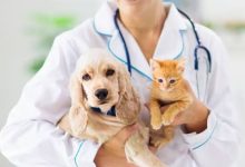 How Vets Provide Guidance On Puppy And Kitten Development