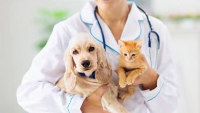 How Vets Provide Guidance On Puppy And Kitten Development