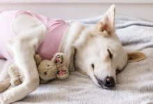 The Importance Of Spay And Neuter In Population Control