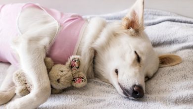 The Importance Of Spay And Neuter In Population Control