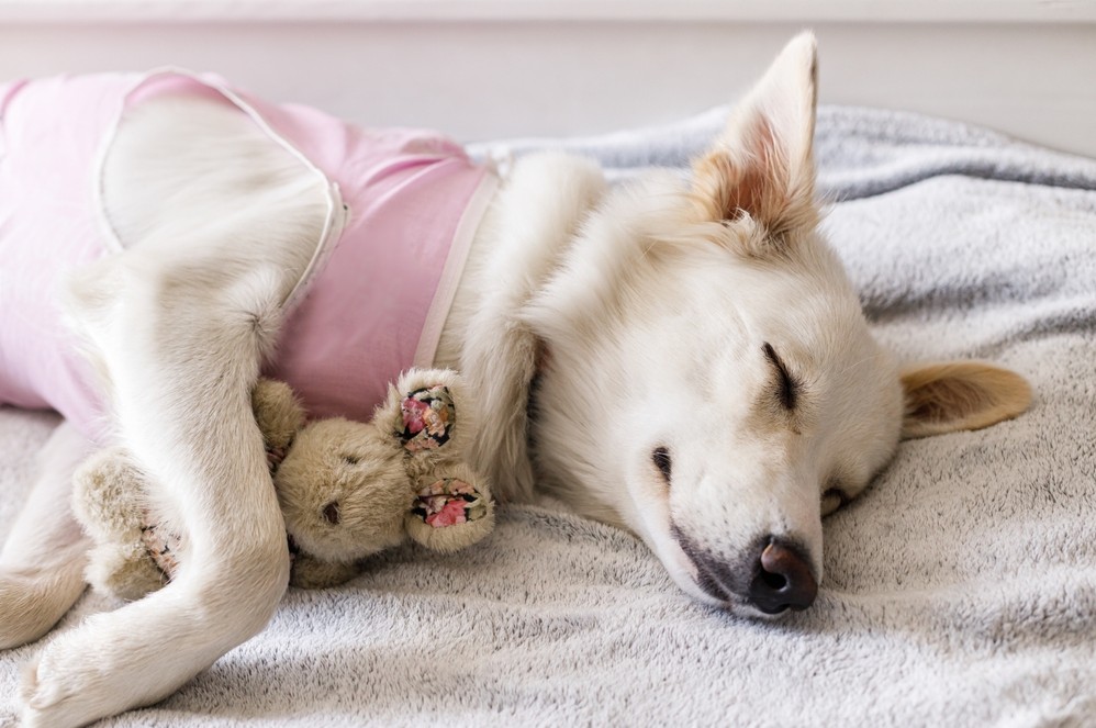 The Importance Of Spay And Neuter In Population Control