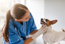 The Role Of General Veterinarians In Pet Dental Health