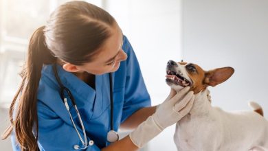 The Role Of General Veterinarians In Pet Dental Health