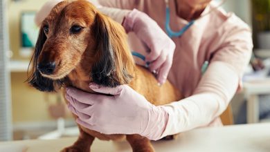 Why Access To Urgent Care Is Vital For Senior Pets