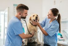 Why Parasite Prevention Is A Top Priority In Animal Clinics