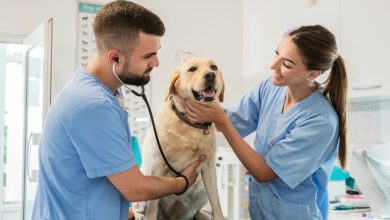 Why Parasite Prevention Is A Top Priority In Animal Clinics
