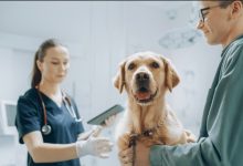 Why Transparency Matters In Veterinary Clinic Communication