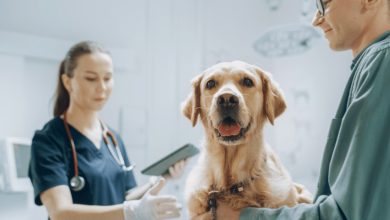 Why Transparency Matters In Veterinary Clinic Communication