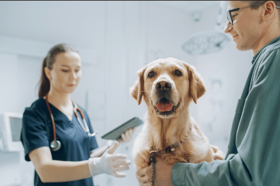 Why Transparency Matters In Veterinary Clinic Communication