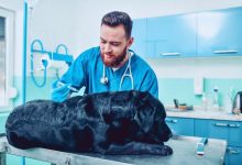 4 Ways Veterinary Urgent Care Supports Emergency Hospitals
