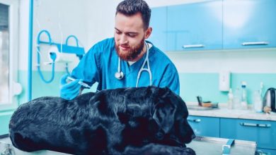 4 Ways Veterinary Urgent Care Supports Emergency Hospitals