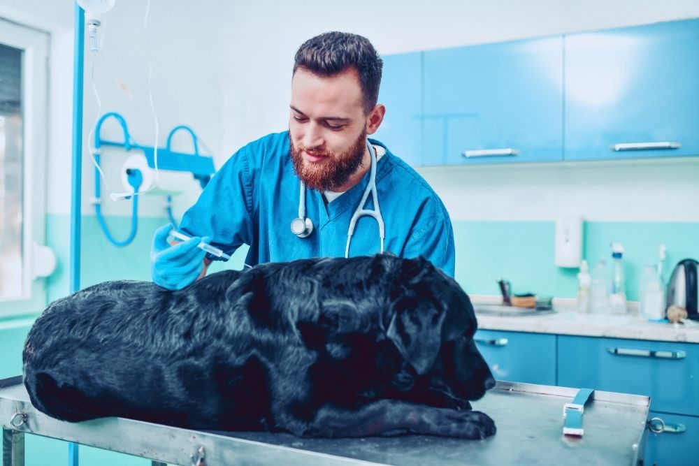 4 Ways Veterinary Urgent Care Supports Emergency Hospitals