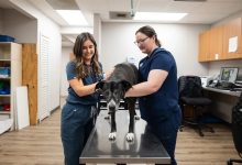 5 Ways Animal Hospitals Support Rescue And Adoption Programs