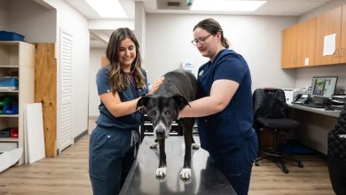 5 Ways Animal Hospitals Support Rescue And Adoption Programs