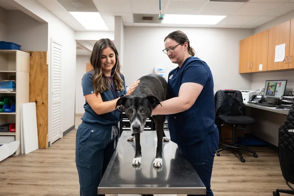 5 Ways Animal Hospitals Support Rescue And Adoption Programs
