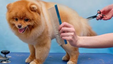 Essential Services That Keep Your Pet Looking Their Best Year-Round