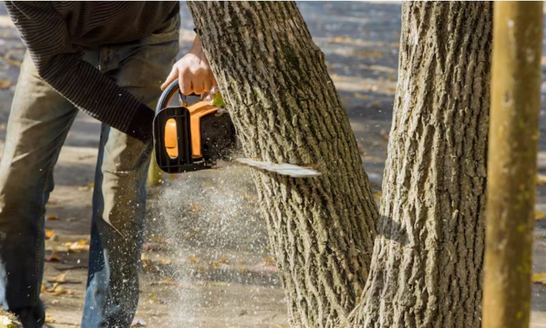 Essential Services to Keep Your Outdoor Space Safe and Well Maintained