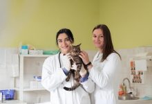 How Animal Hospitals Prepare For Community Outreach Programs