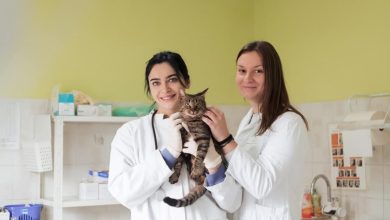 How Animal Hospitals Prepare For Community Outreach Programs