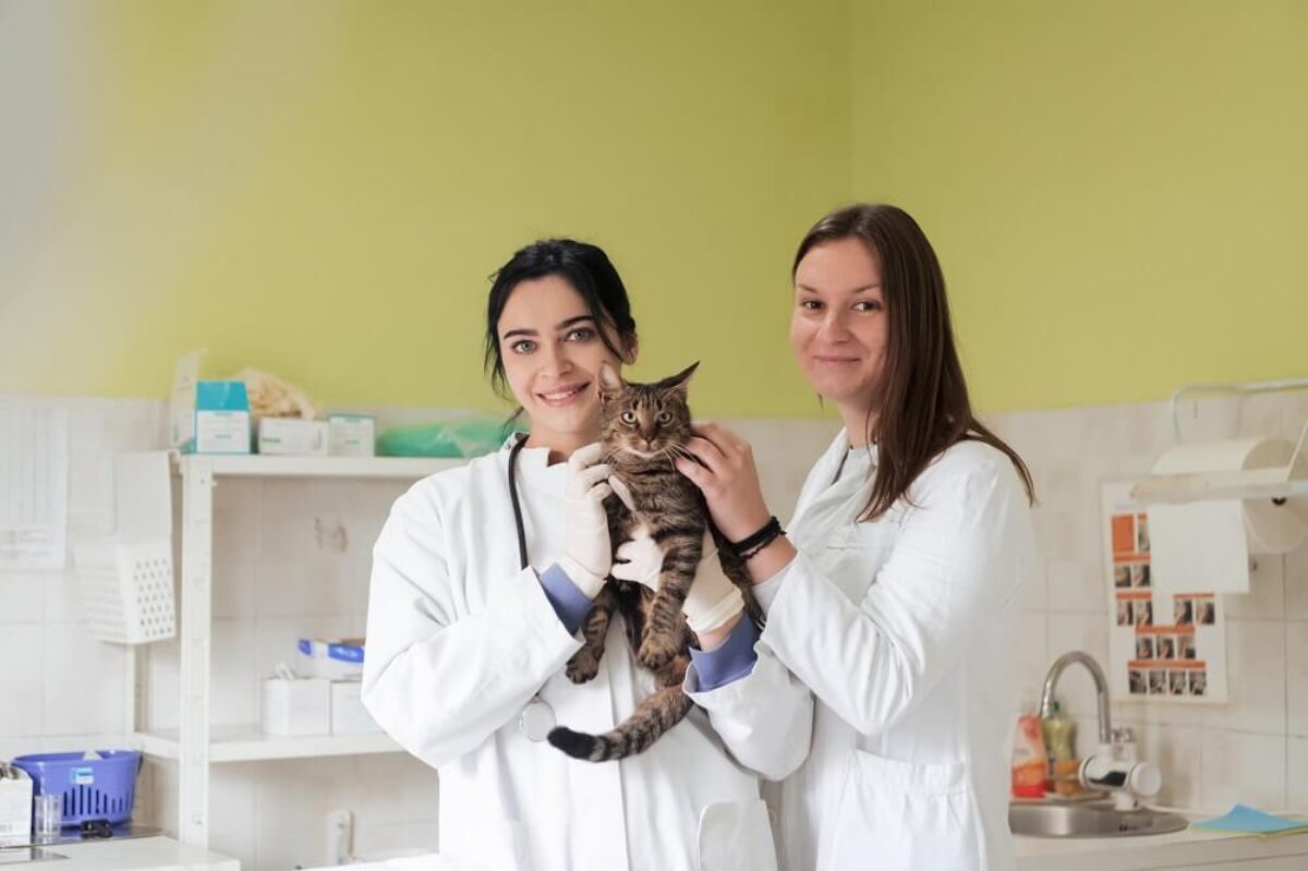 How Animal Hospitals Prepare For Community Outreach Programs