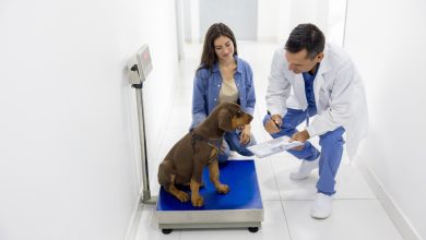 How Nutrition Counseling Supports Pet Health At The Vet
