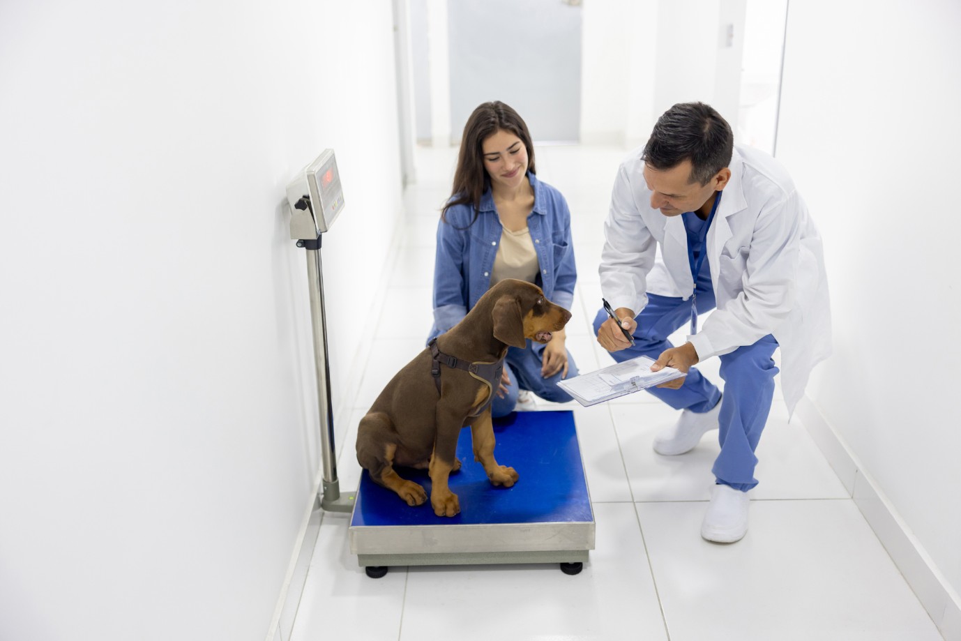 How Nutrition Counseling Supports Pet Health At The Vet