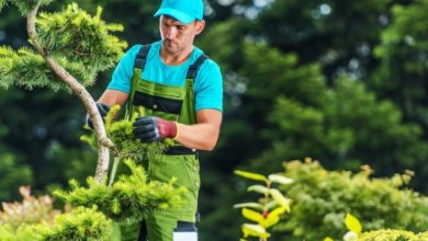 Key Services Every Property Owner Needs for Safe and Healthy Outdoor Spaces