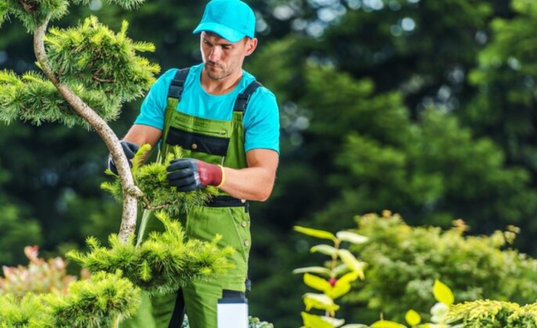 Key Services Every Property Owner Needs for Safe and Healthy Outdoor Spaces