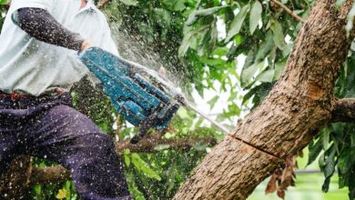 Key Services That Help Keep Your Outdoor Environment Safe and Beautiful