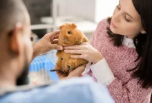 How Animal Hospitals Care For Exotic Pets