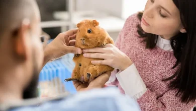 How Animal Hospitals Care For Exotic Pets