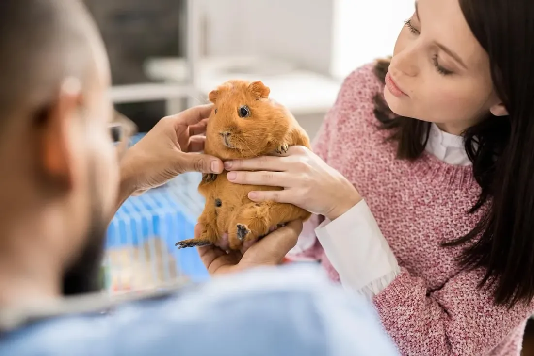 How Animal Hospitals Care For Exotic Pets