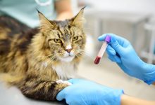 7 Clues A Pet May Have A Blood Clotting Disorder