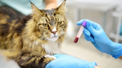 7 Clues A Pet May Have A Blood Clotting Disorder
