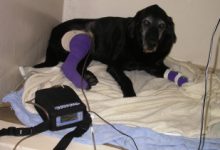 How Animal Hospitals Use Negative Pressure Wound Therapy For Difficult Pet Injuries