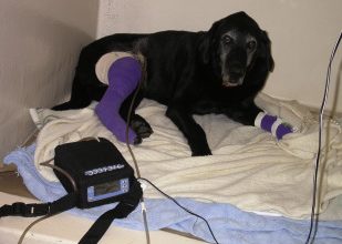 How Animal Hospitals Use Negative Pressure Wound Therapy For Difficult Pet Injuries