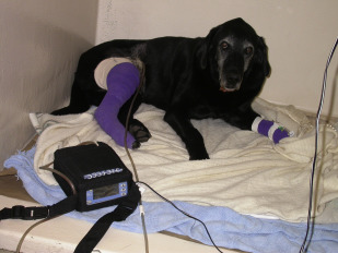 How Animal Hospitals Use Negative Pressure Wound Therapy For Difficult Pet Injuries
